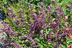 Love And Wishes Salvia (Salvia 'Ser-Wish') at Lakeshore Garden Centres