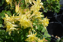 Kirigami Yellow Columbine (Aquilegia caerulea 'Kirigami Yellow') at A Very Successful Garden Center