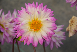 Painter Pink Kisses Dahlia (Dahlia '12C106') at Lakeshore Garden Centres