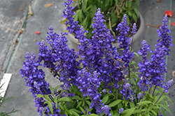 Cathedral Deep Blue Salvia (Salvia farinacea 'Cathedral Deep Blue') at Stonegate Gardens