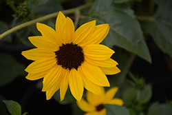 Sunbelievable Golden Girl Helianthus (Helianthus annuus 'TMSNBLEV16/1') at Lakeshore Garden Centres