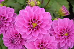 Dahlinova Hypnotica Lavender Dahlia (Dahlia 'Hypnotica Lavender') at A Very Successful Garden Center