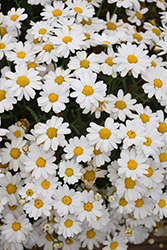 Madeira White Marguerite Daisy (Argyranthemum frutescens 'Bonmadwitim') at Stonegate Gardens