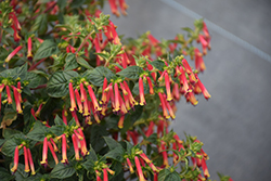 Hummingbird's Lunch Cuphea (Cuphea 'CUPP1751') at Lakeshore Garden Centres