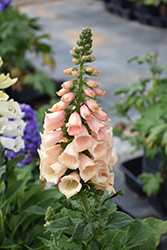 Dalmatian Peach Foxglove (Digitalis purpurea 'Dalmatian Peach') at Lakeshore Garden Centres