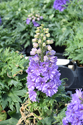 Delgenius Breezin Larkspur (Delphinium 'Breezin') at Lakeshore Garden Centres