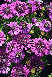 4D Purple African Daisy (Osteospermum 'KLEOE17359') at Stonegate Gardens