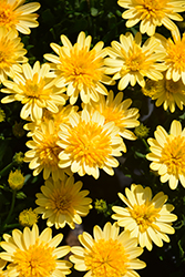 4D Sunburst African Daisy (Osteospermum 'KLEOE17320') at Lakeshore Garden Centres