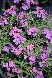 Sunstrong Violet Wallflower (Erysimum linifolium 'Sunstrong Violet') at Lakeshore Garden Centres