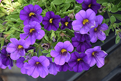 Cabaret Midnight Blue Calibrachoa (Calibrachoa 'Balcabightlu') at Lakeshore Garden Centres