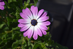 FlowerPower Compact Violet+Eye African Daisy (Osteospermum 'KLEOE19072') at Stonegate Gardens