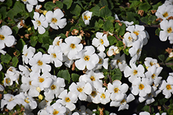 MegaCopa White Bacopa (Sutera cordata 'Balmecowite') at Lakeshore Garden Centres