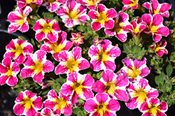 Lia Abstract Pink Calibrachoa (Calibrachoa 'Lia Abstract Pink') at Lakeshore Garden Centres