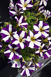 Amore Purple Petunia (Petunia 'Amore Purple') at Lakeshore Garden Centres