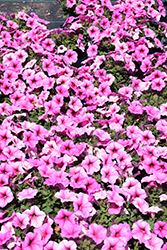 Durabloom Royal Pink Petunia (Petunia 'Durabloom Royal Pink') at Stonegate Gardens