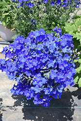 Jenny's Pearl Blue Delphinium (Delphinium grandiflorum 'Jenny's Pearl Blue') at Wallitsch Nursery And Garden Center