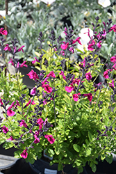 Vibe Ignition Fuchsia Sage (Salvia x jamensis 'Ignition Fuchsia') at Stonegate Gardens