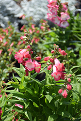 PepTalk Hot Pink Beard Tongue (Penstemon 'PepTalk Hot Pink') at Lakeshore Garden Centres