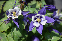 Origami Blue and White Columbine (Aquilegia 'Origami Blue and White') at The Mustard Seed