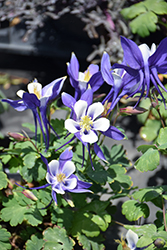 Origami Blue and White Columbine (Aquilegia 'Origami Blue and White') at The Mustard Seed