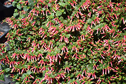 Hummingbird's Lunch Cuphea (Cuphea 'CUPP1751') at Lakeshore Garden Centres