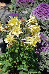 Kirigami Yellow Columbine (Aquilegia caerulea 'Kirigami Yellow') at A Very Successful Garden Center