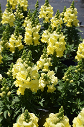 Sonnet Yellow Snapdragon (Antirrhinum majus 'Sonnet Yellow') at Stonegate Gardens