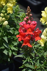 Sonnet Scarlet Snapdragon (Antirrhinum majus 'Sonnet Scarlet') at A Very Successful Garden Center