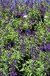 Mirage Violet Autumn Sage (Salvia greggii 'Balmirvio') at Stonegate Gardens