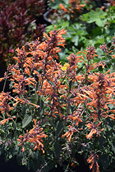Kudos Mandarin Hyssop (Agastache 'Kudos Mandarin') at Stonegate Gardens