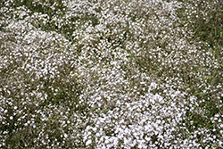 Festival White Baby's Breath (Gypsophila paniculata 'Festival White') at Stonegate Gardens