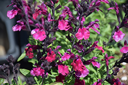 Mirage Burgundy Autumn Sage (Salvia greggii 'Balmirbur') at Lakeshore Garden Centres