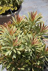 Ascot Rainbow Variegated Spurge (Euphorbia 'Ascot Rainbow') at Lakeshore Garden Centres