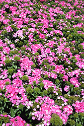 Amazon Rose Magic Pinks (Dianthus 'PAS247291') at Stonegate Gardens