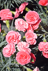 Devon Cottage Rosie Cheeks Pinks (Dianthus 'Valda Louise') at Lakeshore Garden Centres