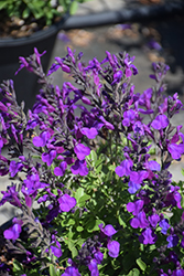 Mirage Deep Purple Autumn Sage (Salvia greggii 'Balmirdepur') at A Very Successful Garden Center