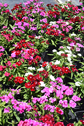 Floral Lace Mix Pinks (Dianthus 'Floral Lace Mix') at Lakeshore Garden Centres