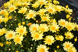Beauty Yellow Marguerite Daisy (Argyranthemum frutescens 'Beauty Yellow') at Stonegate Gardens