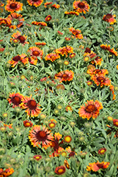 SpinTop Copper Sun Blanket Flower (Gaillardia aristata 'SpinTop Copper Sun') at Stonegate Gardens