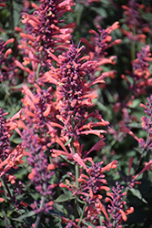 Kudos Coral Hyssop (Agastache 'Kudos Coral') at Lakeshore Garden Centres