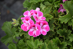 PAC Pinkerbell Geranium (Pelargonium 'Regpinker') at Lakeshore Garden Centres
