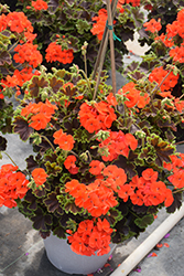 Tall Dark and Handsome Blood Orange Geranium (Pelargonium 'PEL14-05') at Lakeshore Garden Centres