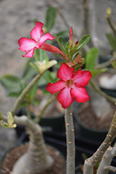 Desert Rose (Adenium obesum) at Lakeshore Garden Centres