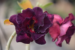 Purple Pupil Desert Rose (Adenium obesum 'Purple Pupil') at Stonegate Gardens
