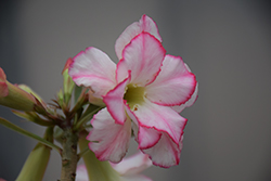 Roselita Desert Rose (Adenium obesum 'Roselita') at Lakeshore Garden Centres