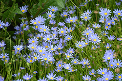 Blue Daisy (Felicia amelloides) at Lakeshore Garden Centres
