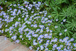 Blue Daisy (Felicia amelloides) at Stonegate Gardens