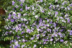 Yesterday Today And Tomorrow (Brunfelsia pauciflora 'Macrantha') at Stonegate Gardens