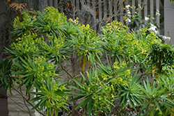 Tree Euphorbia (Euphorbia lambii) at Stonegate Gardens