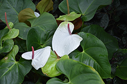 White Heart Anthurium (Anthurium 'White Heart') at Stonegate Gardens